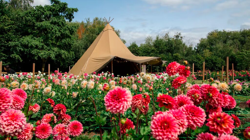 Flower Fields open for free ‘final pick’ near Birmingham