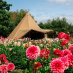 Flower Fields open for free ‘final pick’ near Birmingham