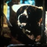 Cujo (4K Review) — Visceral Stephen King Adaptation